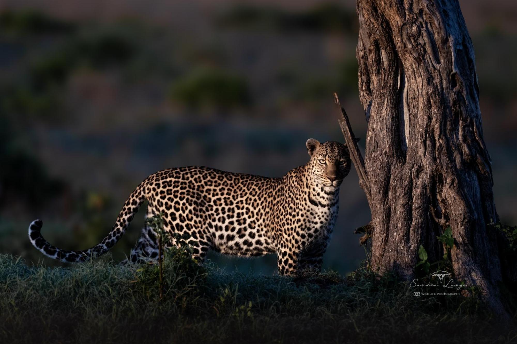 Olkinyei Mara Tented Camp Talek Extérieur photo